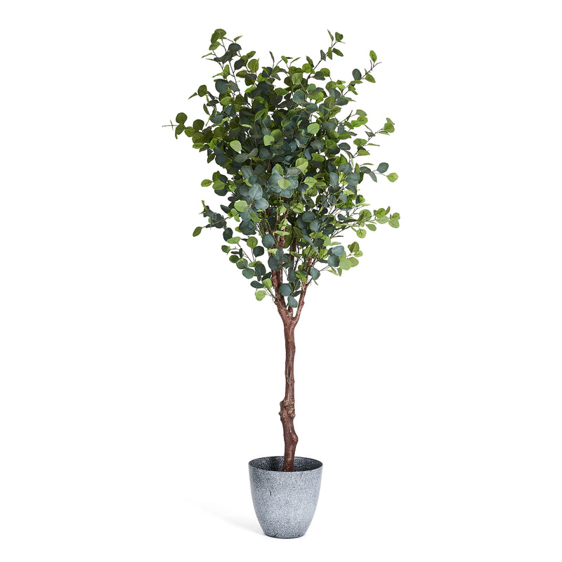 Eukalyptus gulvtræ H220 cm.