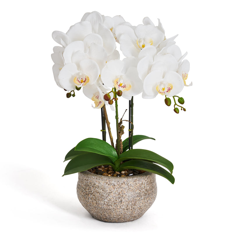 Orkide H42 cm. hvid