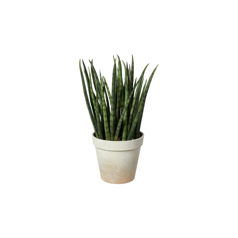 Speedtsberg Agave