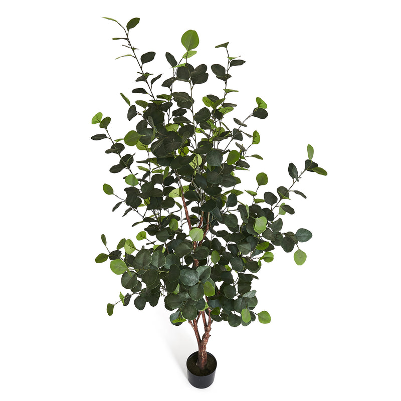 Eukalyptus gulvtræ H180 cm.