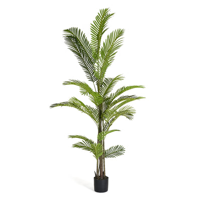 Palm gulvtræ H220 cm.
