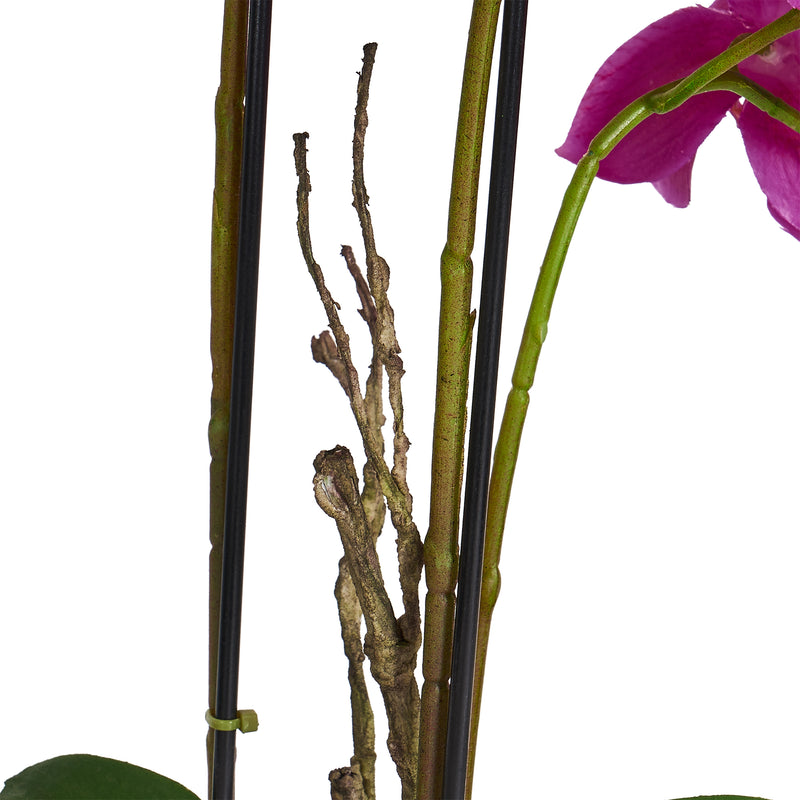 Orkide H42 cm. lilla