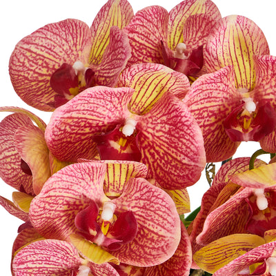 Orkide H42 cm. gul/rød
