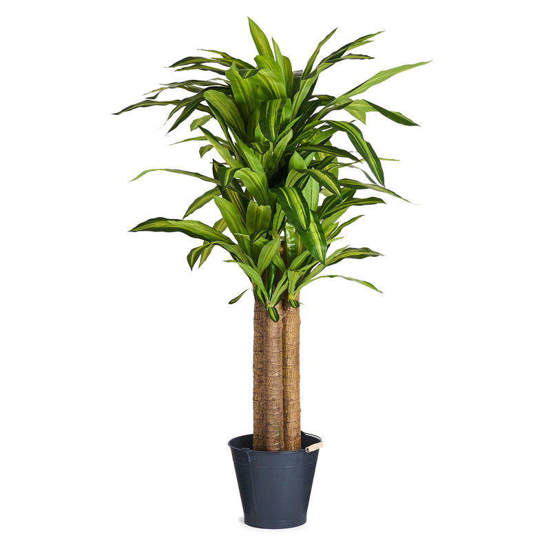 Happy Plant gulvplante H150 cm.